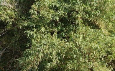 Bambusa vulgaris var. striata 金絲竹