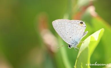 Catochrysops strabo luzonensis Tite, 1959 紫珈波灰蝶