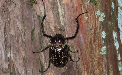 Cheirotonus formosanus Ohaus, 1913 長臂金龜