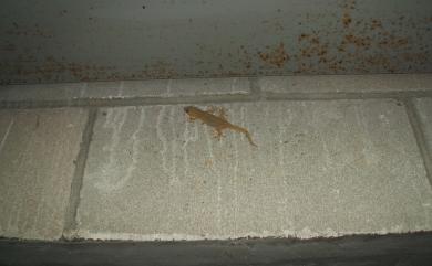 Hemidactylus bowringii Stejneger, 1907 無疣蝎虎