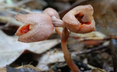 Gastrodia callosa J.J.Sm. 緋赤箭