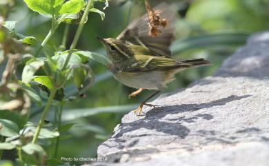 Phylloscopus inornatus (Blyth, 1842) 黃眉柳鶯