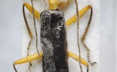 Habronychus sauteri Wittmer, 1982 紹德長角菊虎