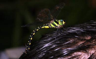 Planaeschna ishigakiana flavostria 石垣晏蜓