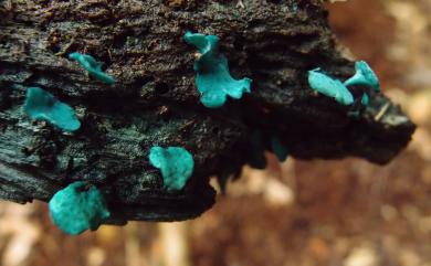 Chlorociboria aeruginascens (Nyl.) Kanouse ex C.S. Ramamurthi, Korf & L.R. Batra, 1958