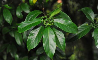 Morinda umbellata 羊角藤