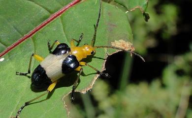 Rhondia formosa Matsushita, 1931 蓬萊角肩花天牛