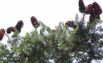 Keteleeria davidiana var. formosana 臺灣油杉