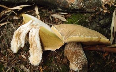 Boletus 牛肝菌屬