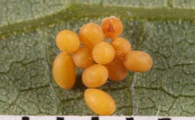 Menippus hsuehleeae Lee, Bezdek & Suenaga, 2012 斑胸梅螢金花蟲