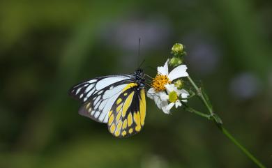 Prioneris thestylis formosana Fruhstorfer, 1903 鋸粉蝶