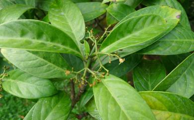 Psychotria rubra 九節木