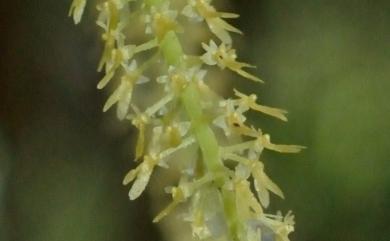 Oberonia caulescens 二裂唇莪白蘭