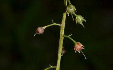 Lysimachia decurrens 異葉珍珠菜