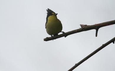 Machlolophus holsti (Seebohm, 1894) 黃山雀