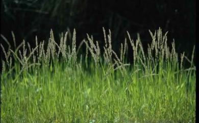 Eragrostis ciliaris (L.) R.Br. 毛畫眉草