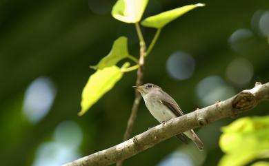 Muscicapa dauurica dauurica Pallas, 1811 寬嘴鶲