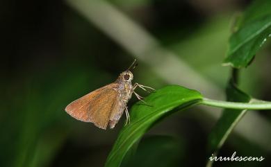 Caltoris bromus yanuca (Fruhstorfer, 1911) 變紋黯弄蝶