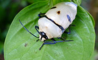 Eucorysses grandis (Thunberg, 1783) 大盾背椿象