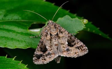 Ctenoplusia furcifera furcifera (Walker, 1857) 密紋梳夜蛾