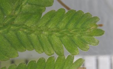 Selaginella uncinata (Desv. ex Poir.) Spring 翠雲草