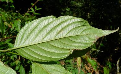 Perrottetia arisanensis 佩羅特木