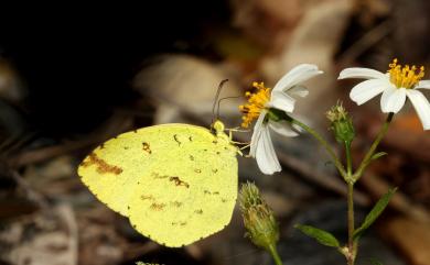 Eurema mandarina (de l’Orza, 1869) 北黃蝶