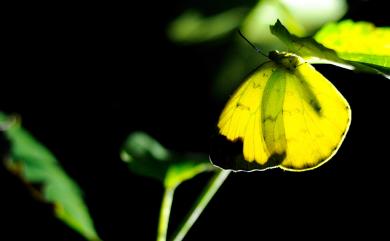 Eurema hecabe (Linnaeus, 1758) 黃蝶