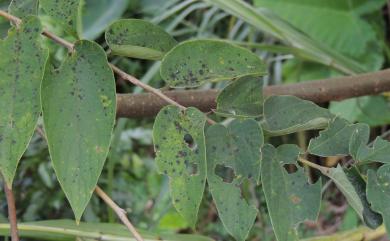 Asterina sponiae Racib. 山黃麻星盾煤菌