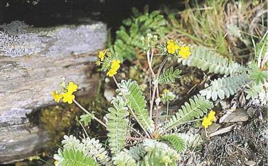 Potentilla leuconota 玉山金梅