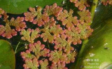 Azolla caroliniana 卡州滿江紅