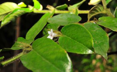 Lasianthus wallichii Wight 圓葉雞屎樹