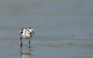 Calidris alba (Pallas, 1764) 三趾濱鷸