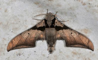 Ambulyx japonica angustifasciata (Okano, 1959) 黑帶鷹翅天蛾