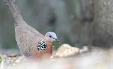 Streptopelia chinensis chinensis (Scopoli, 1786) 珠頸斑鳩