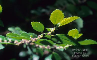 Pouzolzia elegans Wedd. 水雞油