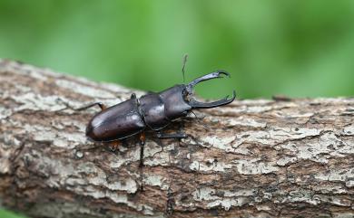 Dorcus curvidens formosanus Miwa, 1929 臺灣大鍬形蟲