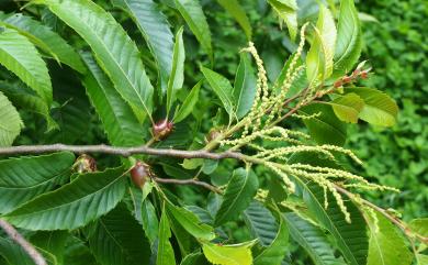 Dryocosmus kuriphilus Yasumatsu, 1951 板栗癭蜂