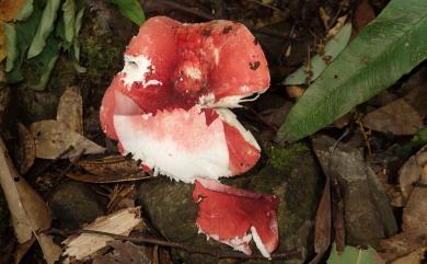 Russula 紅菇屬