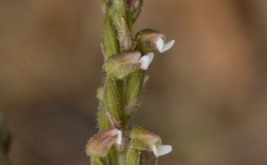 Zeuxine tenuifolia Tuyama 毛鞘線柱蘭