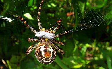 Argiope aemula Walckenaer, 1842 長圓金蛛