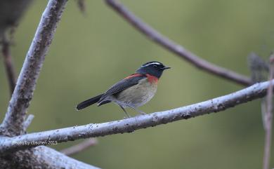 Tarsiger johnstoniae (Ogilvie-Grant, 1906) 栗背林鴝