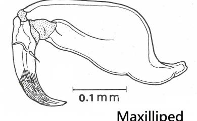 Anuretes branchialis Rangnekar, 1953