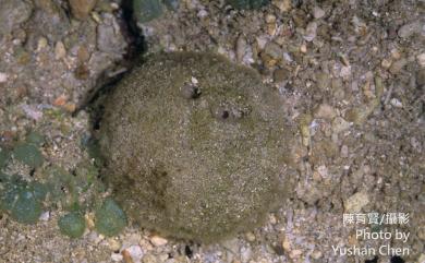 Cinachyrella australiensis (Carter, 1886) 澳洲球形海綿