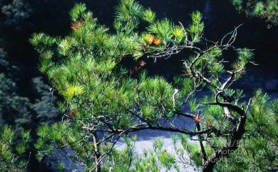 Pinus taiwanensis Hayata 臺灣二葉松