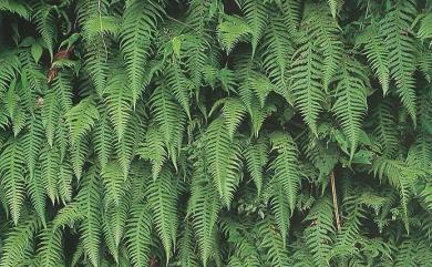 Phegopteris decursivepinnata (H.C.Hall) Fée 短柄卵果蕨