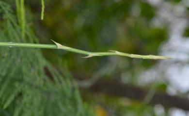 Asparagus setaceus 文竹