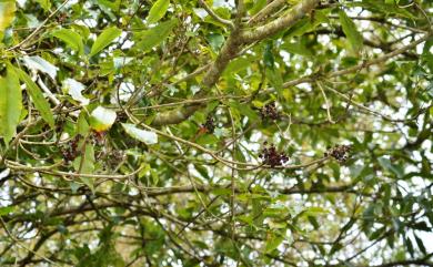 Pittosporum daphniphylloides Hayata 大葉海桐