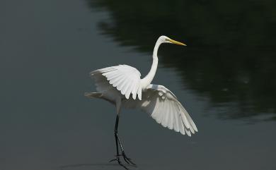 Ardea alba modesta J. E. Gray, 1831 大白鷺