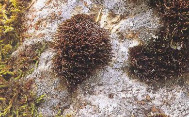 Andreaea rupestris var. fauriei 歐黑苔東亞變種